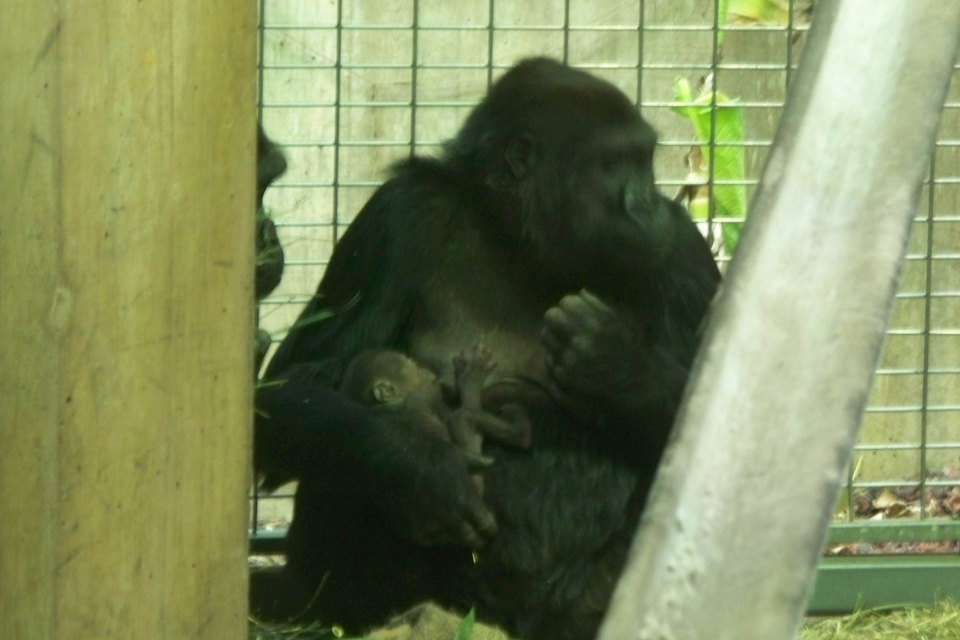 The National Zoo's newest baby