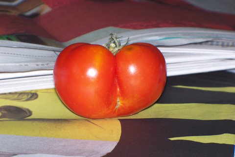 one of my 2008 tomatoes "the butt"