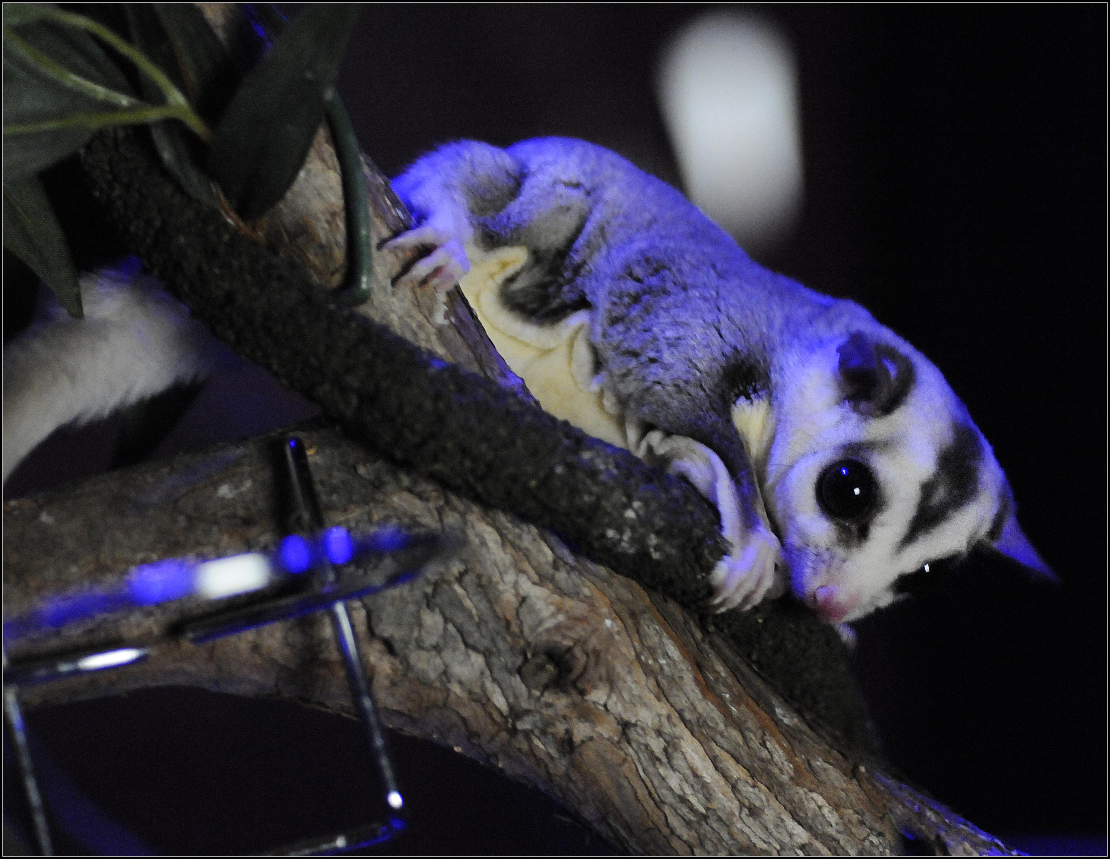 Sugar glider © AMNH/ R. Mickens