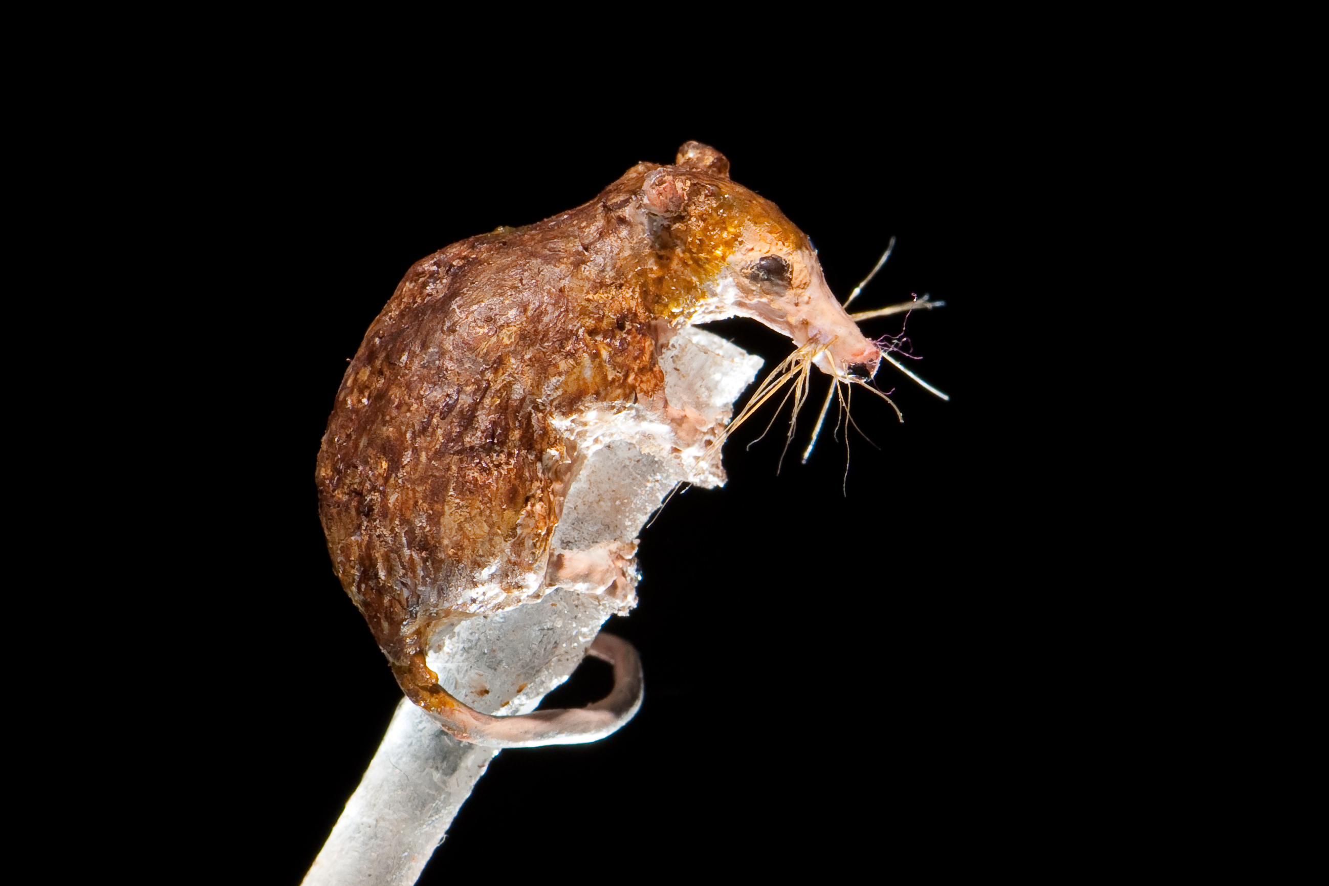 Batodonoides © AMNH/D. Finnin