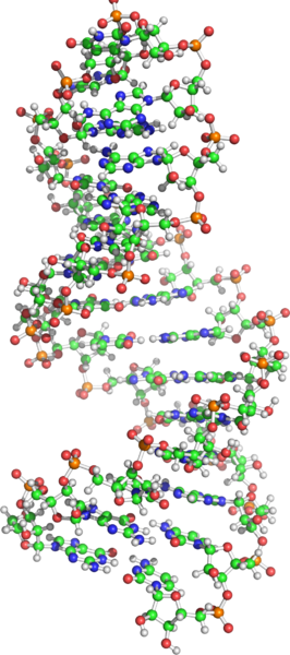 messenger RNA credit: Wikimedia Commons