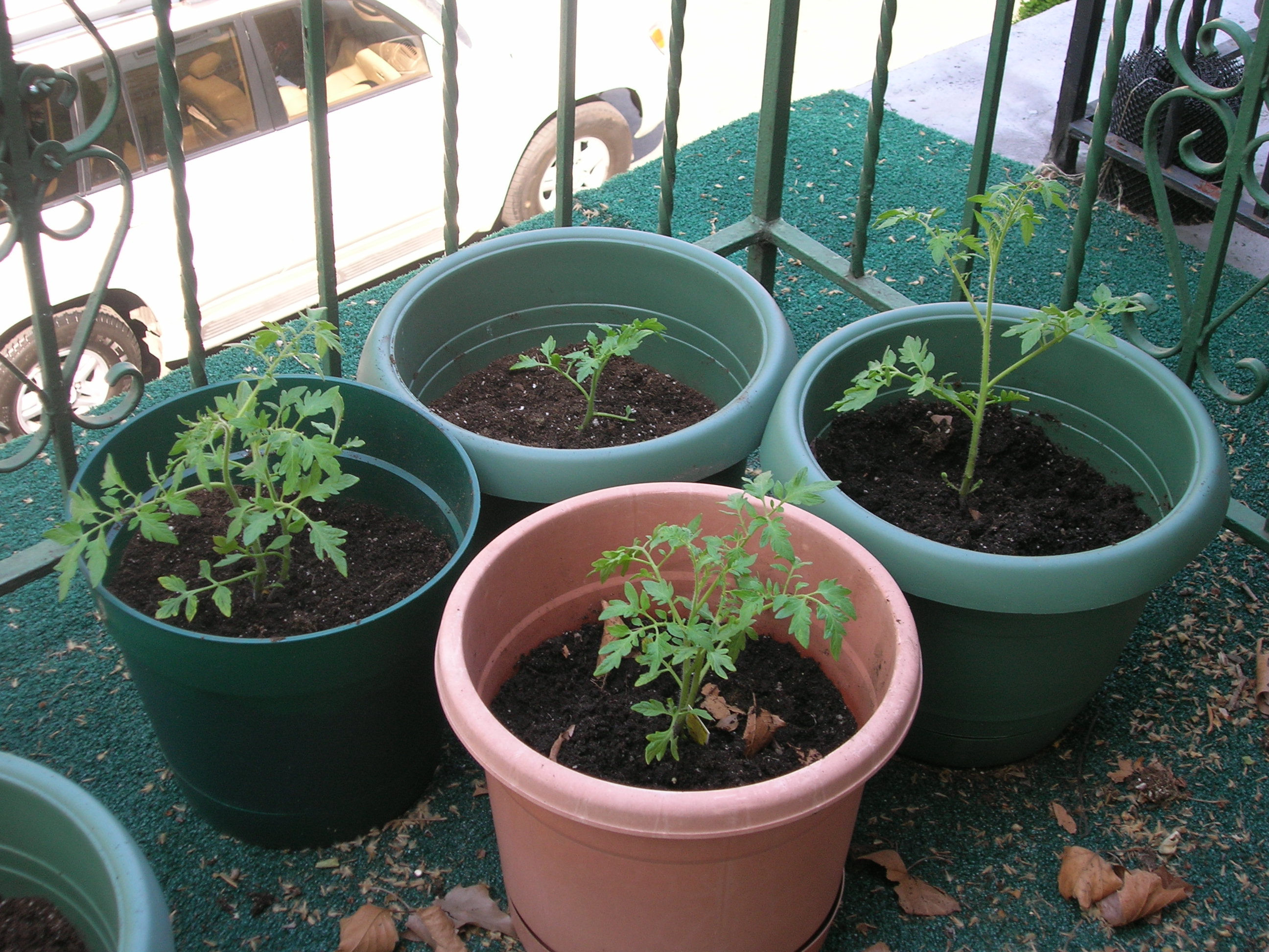 2009 Ramapo tomato plants