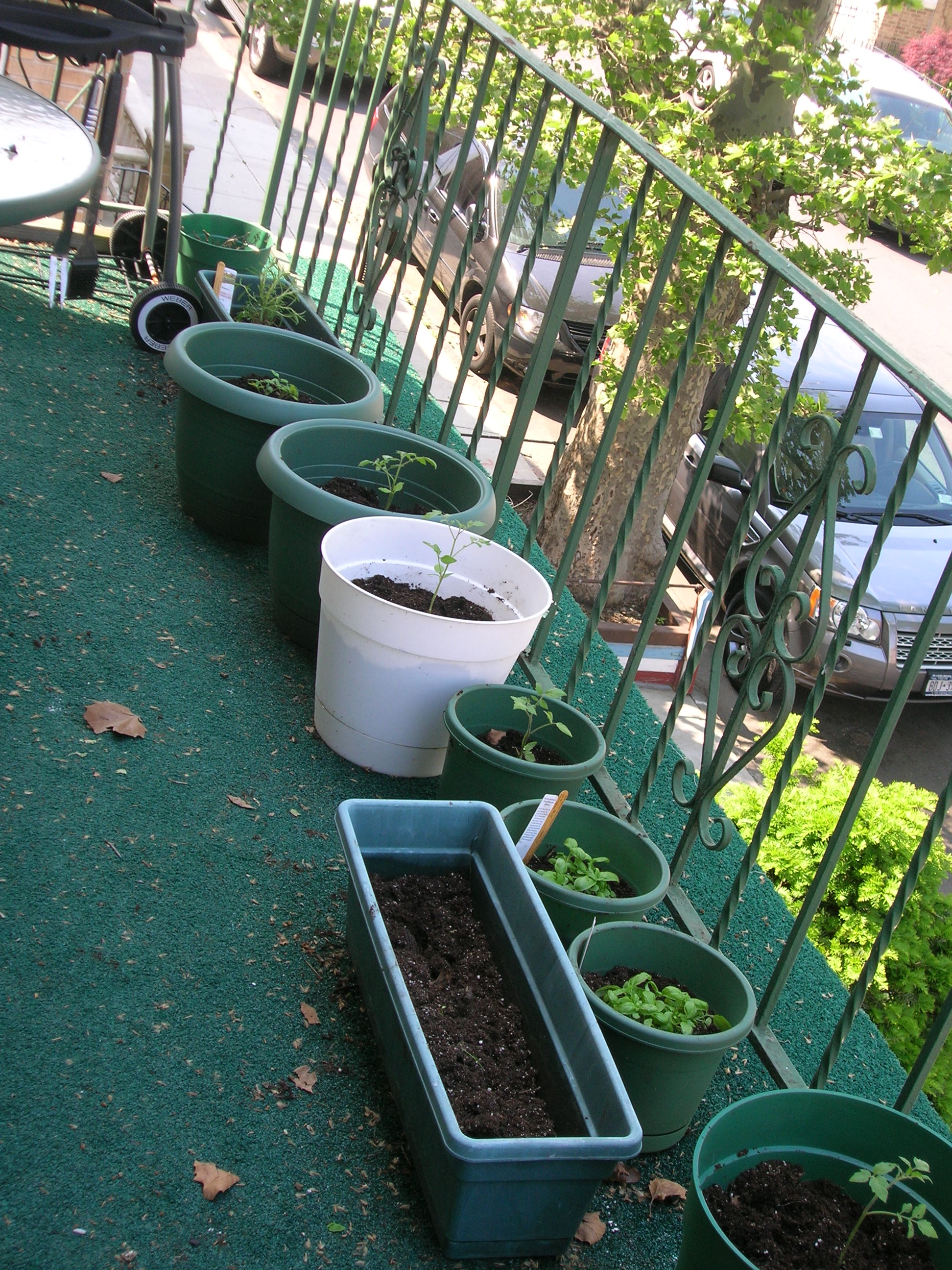 Summer 2009 garden, first plants