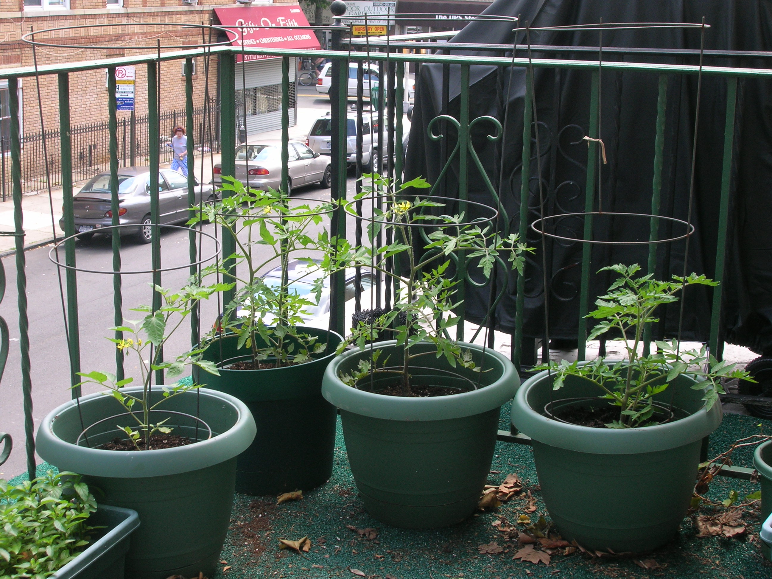 my tomato plants in late June