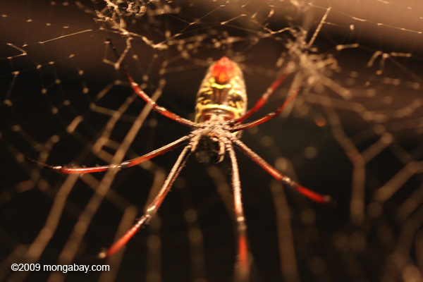 Madagascar golden orb spider (Nephila madagascariensis)