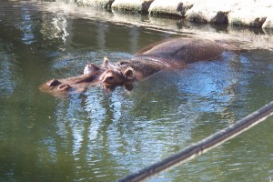 Lucifer, the hippopotamus