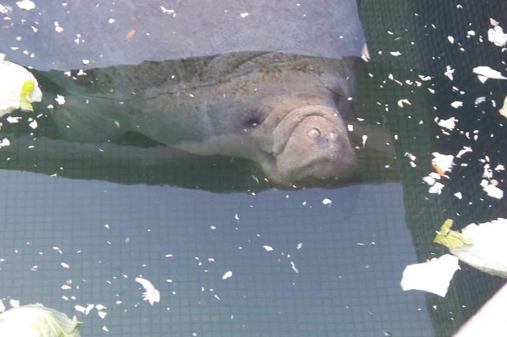 manatee closeup