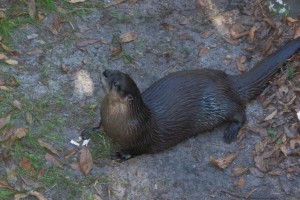 active river otters