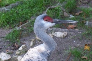 Sandhill crane