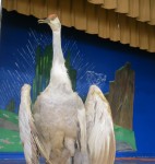 a stuffed sandhill crane