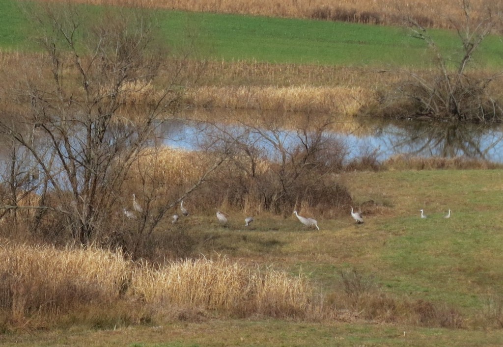 several sandhills in a field