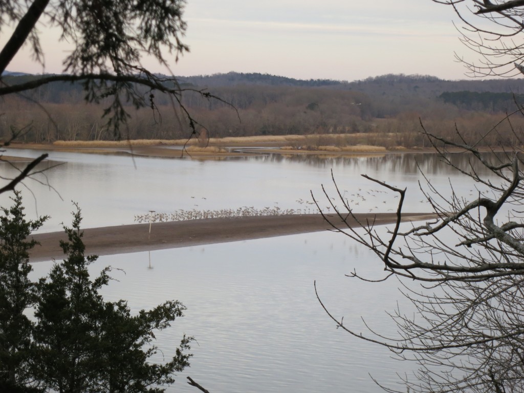 hundreds of sandhill cranes on a small island in the lake