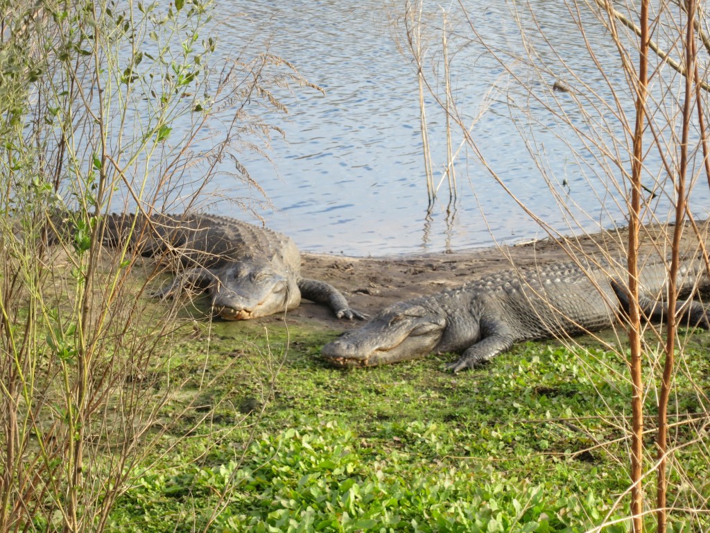 alligators at Paynes Prairie